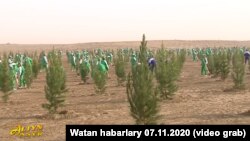 Всенародный субботник для посадки деревьев. (Кадры из репортажа гостелевидения Туркменистана, Ноябрь, 2020) 