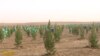 В Туркменистане отметили Новруз озеленительной кампанией 