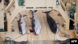 Три малых полосатика на палубе японского китобойного судна в Антарктике. Январь 2014 года