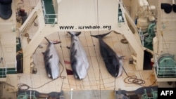 Three dead minke whales on the deck of the Japanese factory ship "Nisshin Maru," which was conducting "scientific research" inside a Southern Ocean sanctuary in January.