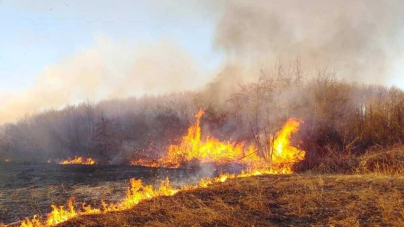 Голем пожар во борова шума во прилепско 