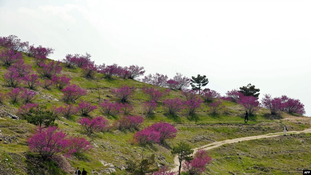 کابل ،قرغه ، ارشیف 