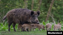 Jojuklaryny alyp barýan mekejin
