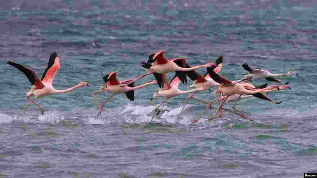 Розовые фламинго не впервые прилетают в Крым: на этот раз они осели у берегов Межводного. Больше фото здесь