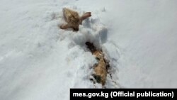 Калың кар астында калган кой. Ат-Башы, 24-май, 2018-жыл. 