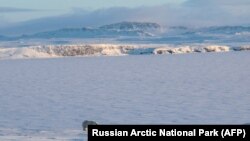 Белый медведь у берегов российского северного архипелага Новая Земля, март 2019 года