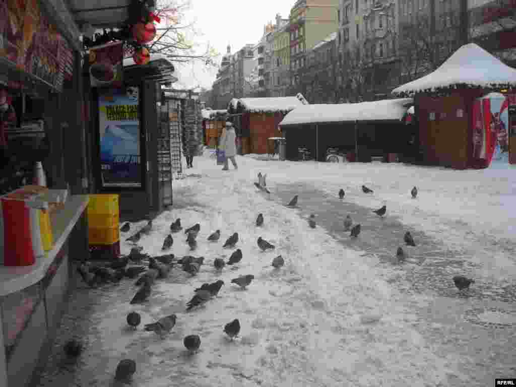 Praqa şəhərinin qarı (Fotoseesiya) #25