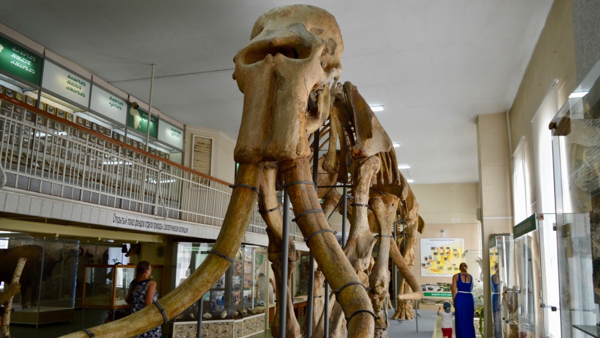 Где живет южный слон. Музей в Ставрополе с мамонтами. Мамонт Ставрополь краеведческий музей. Южный слон Ставрополь. Скелет мамонта Ставрополь.