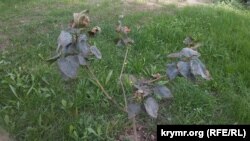 Последствия выбросов на севере Крыма отразились на керченских растениях