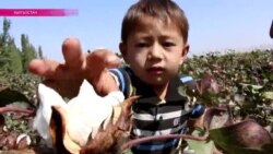 В Кыргызстане заканчивается сезон сбора хлопка (видео)