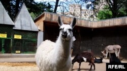 «Bəzən zooparka əhliləşdirilmiş heyvanları gətirirlər»