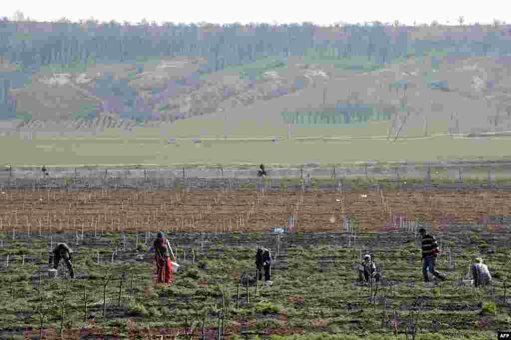 Comrat kəndi. Qadınlar ərik ağacı əkirlər. 8 aprel 2014