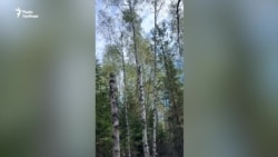 Люди в лісі біля Семенівки пішли по гриби, але навіть там, над деревами кружляють і гудуть дрони