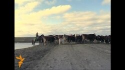 Берзах "бад" йина суьйлийн йоккхачу стага