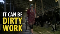 'We Work In Hell' -- Russia's Miserable Milkmaids