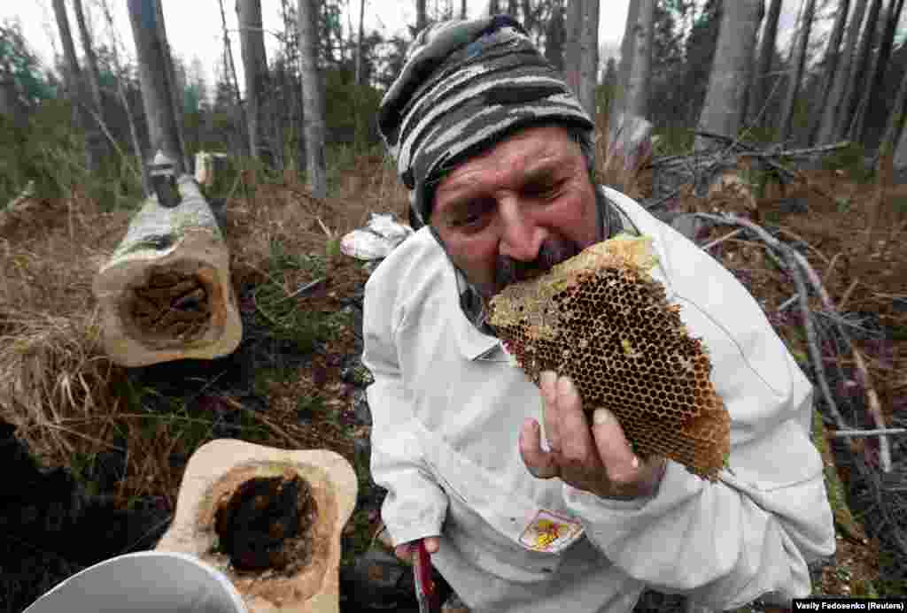 A Belarusian farmer tastes honey made by wild bees in the trunk of a tree in a forest near the village of Sakaloyka. (Reuters/Vasily Fedosenko)