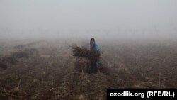 Uzbekistan - people are in cotton field in Ferghana region 