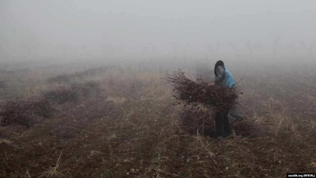 Uzbek children have been asked to bring dried twigs and branches to lessons for their school stoves. (file photo)