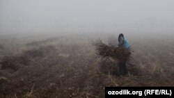 Uzbek children have been asked to bring dried twigs and branches to lessons for their school stoves. (file photo)