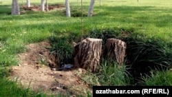 Türkmenabat: "Dostlugyň" agaçlary çapylýar