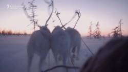 The Reindeer Herders