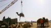 В Туркменистане усилили надзор за владельцами верблюдов и продавцов верблюжатины 
