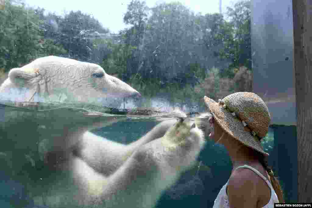 A woman looks through the glass of the enclosure of a polar bear as he cools off in the water at the zoo in Mulhouse, France, on August 3, as parts of Europe continue to swelter in an ongoing heatwave. (AFP/Sebastien Bozon)