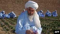 افغانستان کال کې د شاوخوا ۷۰ ټنه زعفرانو د تولید ظرفیت لري