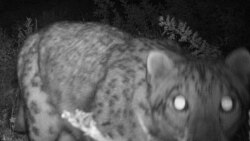 Shooting A Snow Leopard In Siberia (Legally)