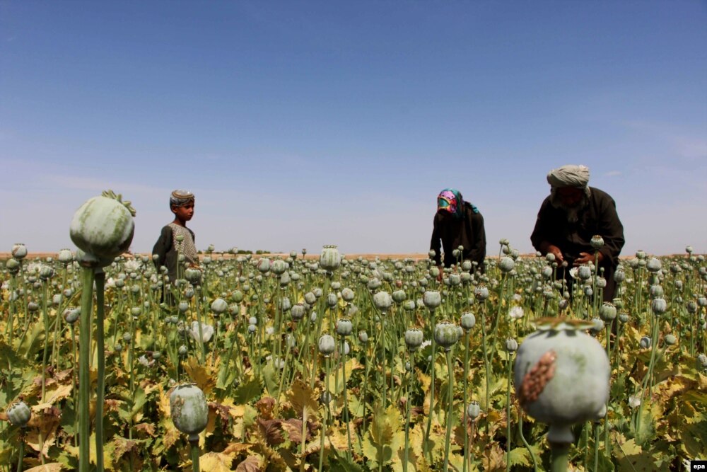 Fermerët afganë ekstraktduke vjelë opium të papërpunuar në një fushë në Helmand.&nbsp;