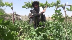 د ملګروملتونو یوه تازه سروې: په افغانستان کې د کوکنارو په کښت او د تریاکو په تولید کې شل سلنه کموالی راغلی