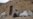 No Refuge From Misery For Afghan Displaced