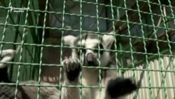 Animalele de la o grădina zoologică ucraineană sunt din ce în ce mai agitate pe măsură ce se apropie armata rusă 