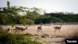 آهوی ایرانی