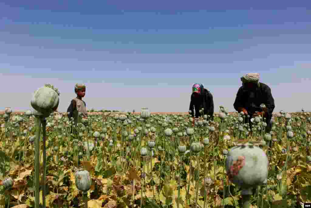 Afghan farmers extract raw opium to be processed into heroin at a poppy field in Helmand. (epa/Watan Yar)