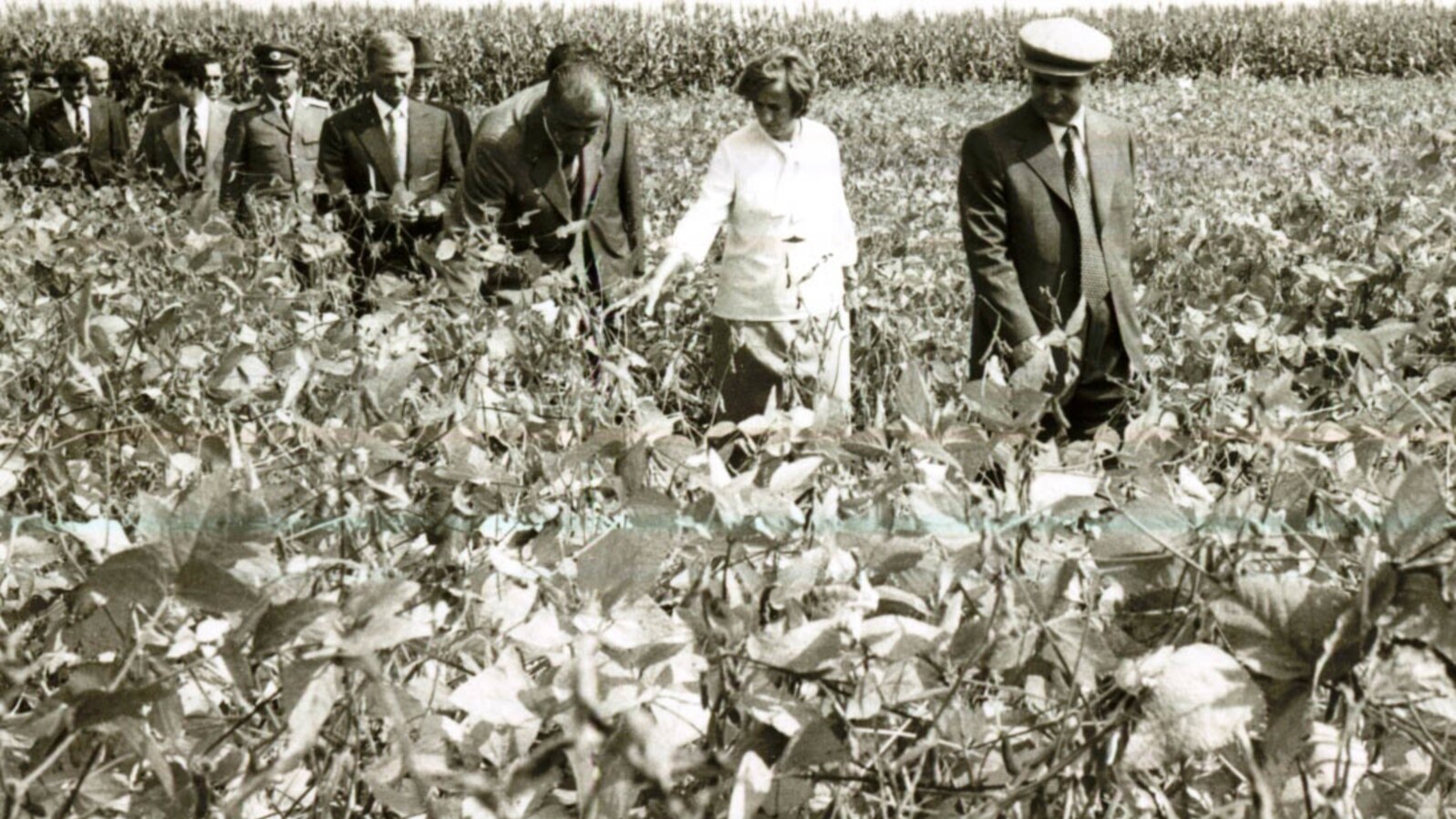 Brăila era una dintre zonele agricole importante vizate de sistematizare. Liderii comuniști vizitând tarlalele CAP-ului Tudor Vladimirescu (7.IX.1978). Fototeca online a comunismului românesc, cota:291/1978