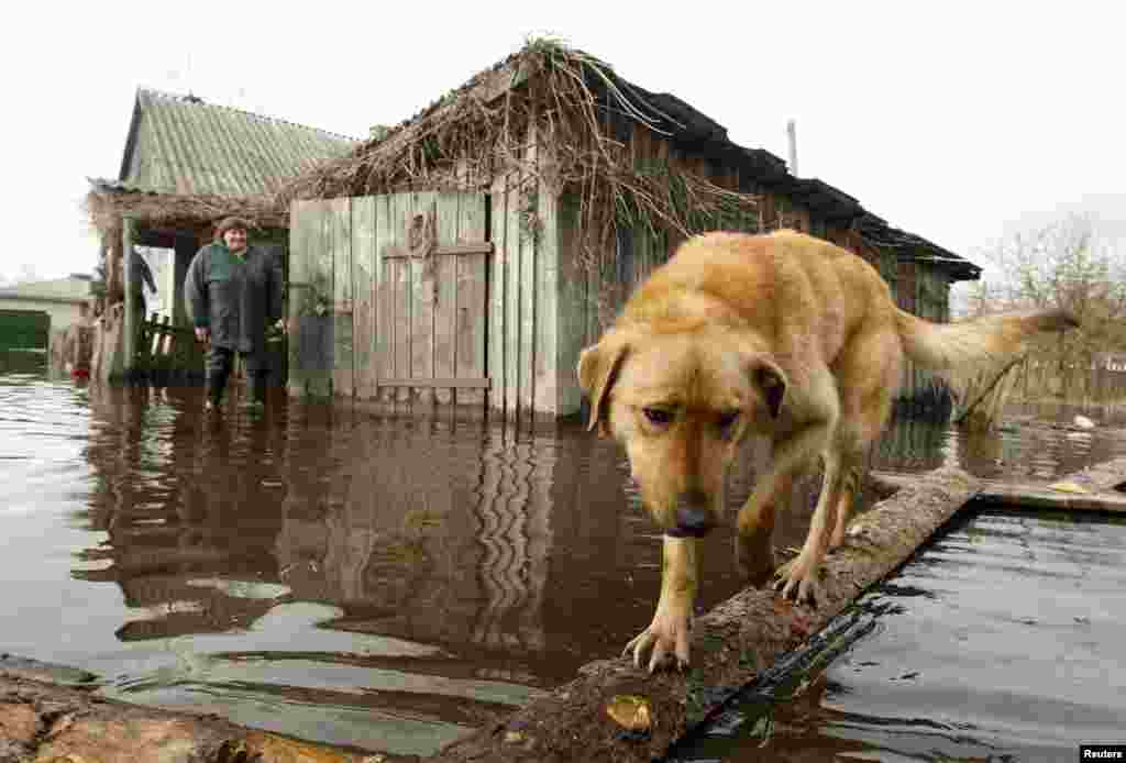 A dog and a woman are seen in a flooded courtyard as water from the Prypyat River overflows its banks during spring flooding in the village of Khlupin, Belarus, on April 15. (AFP/Viktor Drachev)