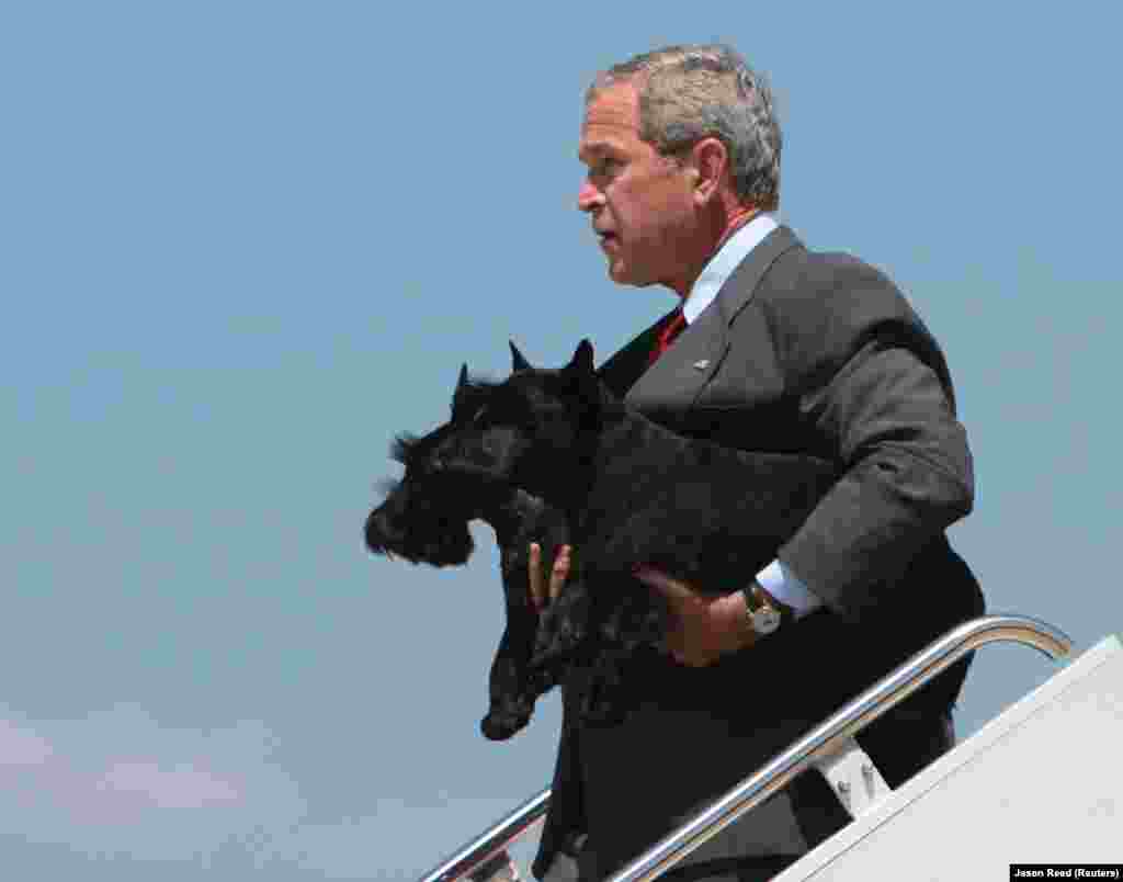 13 августа 2006 года. 43-й президент Соединенных Штатов Джордж Буш-младший вернулся в Вашингтон после 11-дневного отпуска на своем ранчо в Техасе. Спускаясь по трапу самолета Air Force One, Буш на руках несет домашних любимцев Барни (в правой руке) и мисс Бизли (в левой руке) &nbsp;