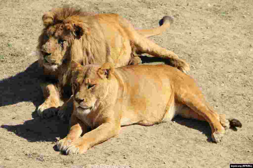 Лев по прозвищу Артист, 10 лет выступавший в цирке, со своей львицей