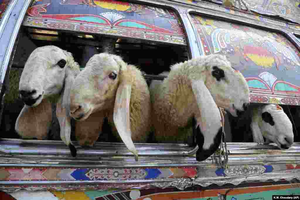 Pakistani vendors carry animals in a bus for the upcoming Muslim festival of Eid al-Adha in Lahore, Pakistan. Eid al-Adha, or the Feast of Sacrifice, is the most important Islamic holiday and marks the willingness of the Prophet Ibrahim to sacrifice his son. (AP/K.M. Chaudhry)