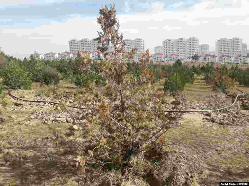 Согласно президентскому указу, в течение этого года в Туркменистане будет высажено 3 миллиона саженцев, в том числе плодовых деревьев.