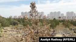 Aşgabatda oturdylan nahallaryň hatarynda guran agaçlardan biri. Arhiwden alnan surat. Illýustrasiýa. 