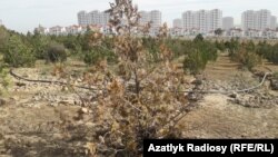 Aşgabadyň eteginde ekilen agaç nahallarynyň arasynda guran arçalaryň biri