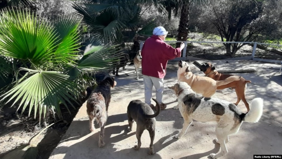 В приюте Happy Dog Family в Испании