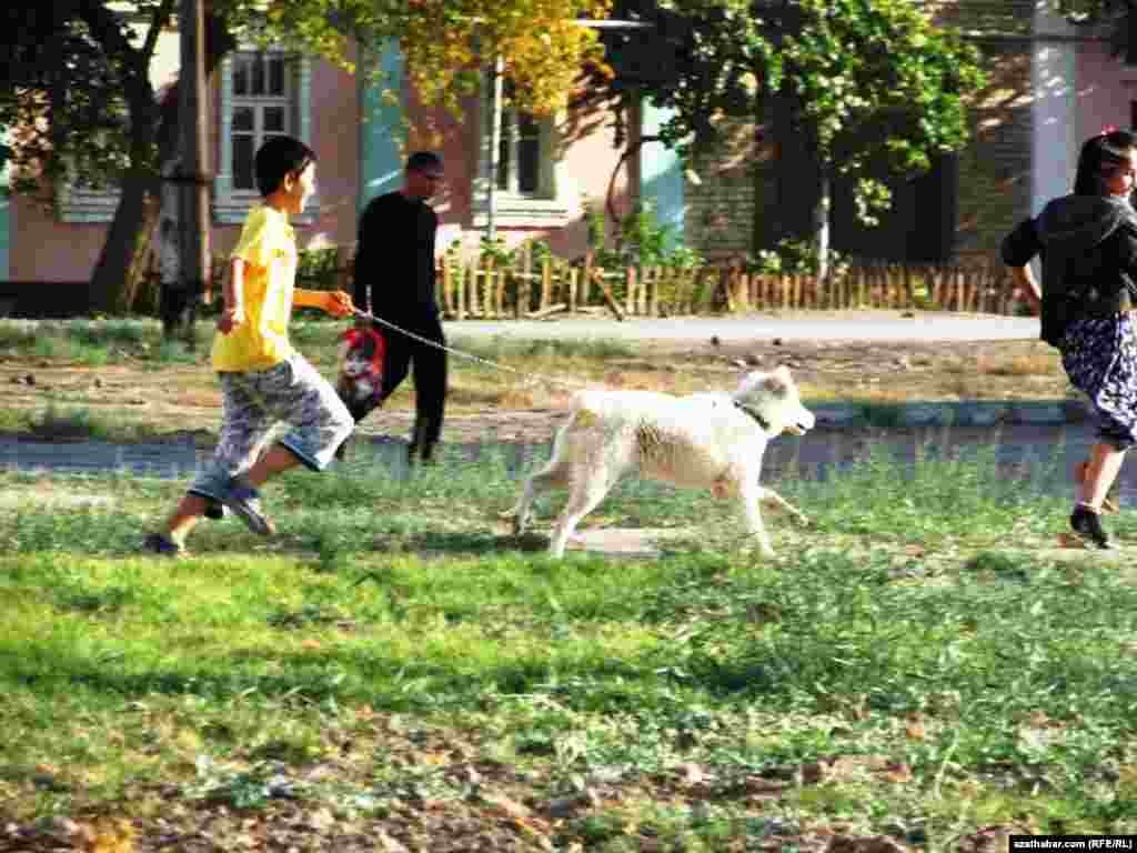 Itini gezelenje çykaran oglanlar