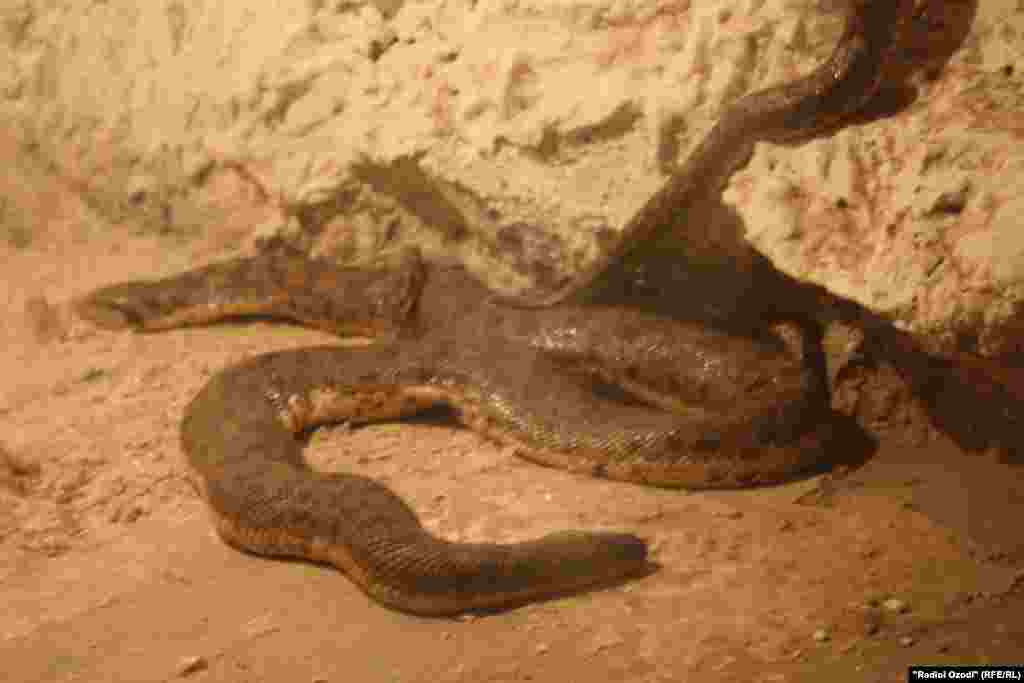 Мор дар Боғи ҳайвонот.