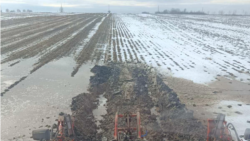 Sezonul de recoltare a sfeclei de zahăr în R. Moldova s-a încheiat odată cu sosirea ... primăverii 