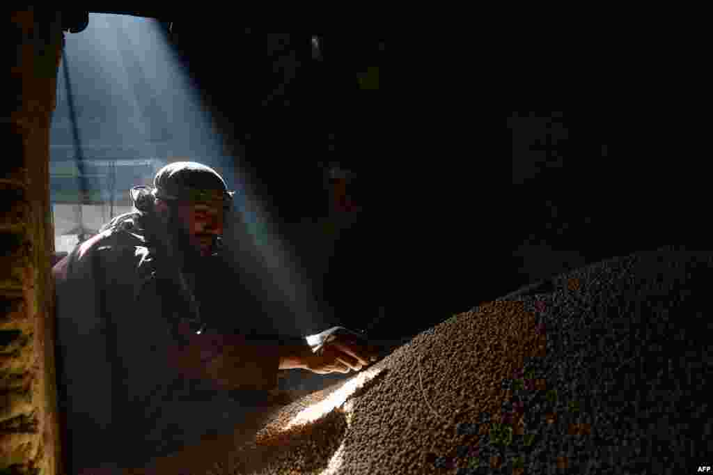 An Afghan day laborer works at a pea factory prior to the holy month of Ramadan in Kabul on June 26. (AFP/Shah Marai)