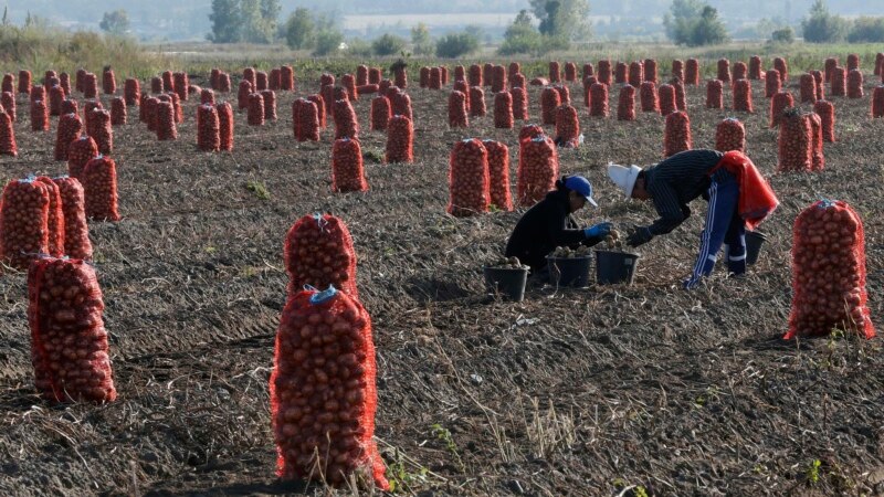 Кыргызстанда 2017-жылы 1,5 миллион тонна картошка өндүрүлдү
