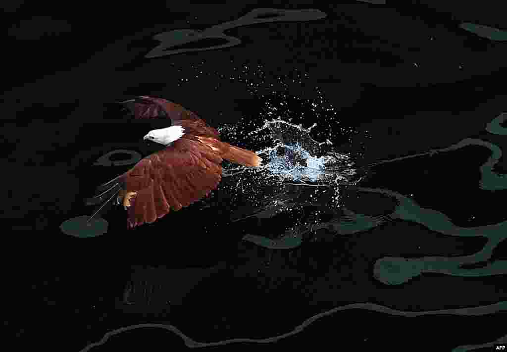 A Brahminy kite (Haliastur indus) swoops down on prey in the sea inside a wildlife enclosure along Manila Bay in the Philippines. The Brahminy kite has a pure white head and chest and feeds on carrion, insects, reptiles, amphibians, crustaceans, and fish. It can be found in India, Pakistan, China, Bangladesh, and southeast Asia. (AFP/Ted Aljibe)